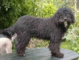 Perro Aguas Español